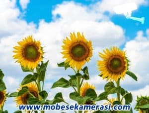 Çorlu Canlı Yayın Mobese izle - 3 Çorlu Mobese İzle